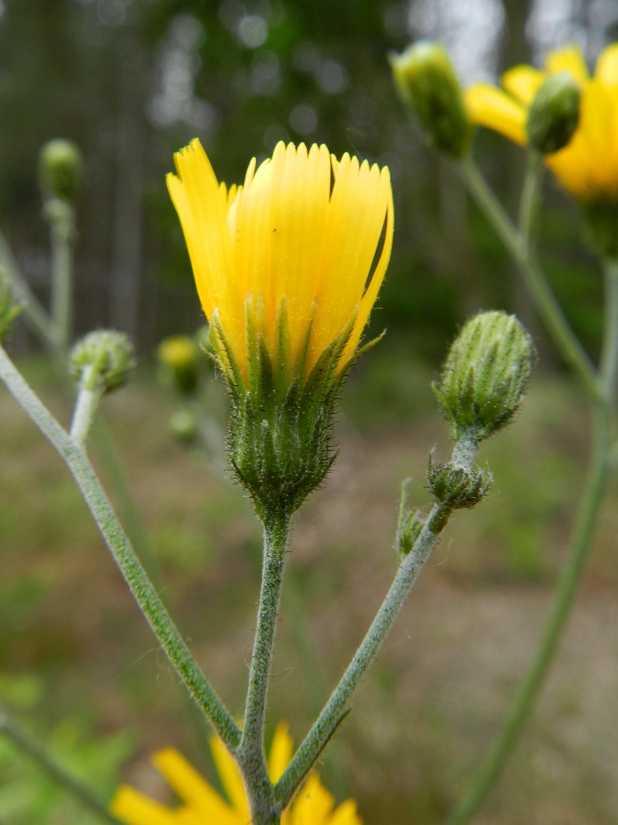 Hieracium vulgatum